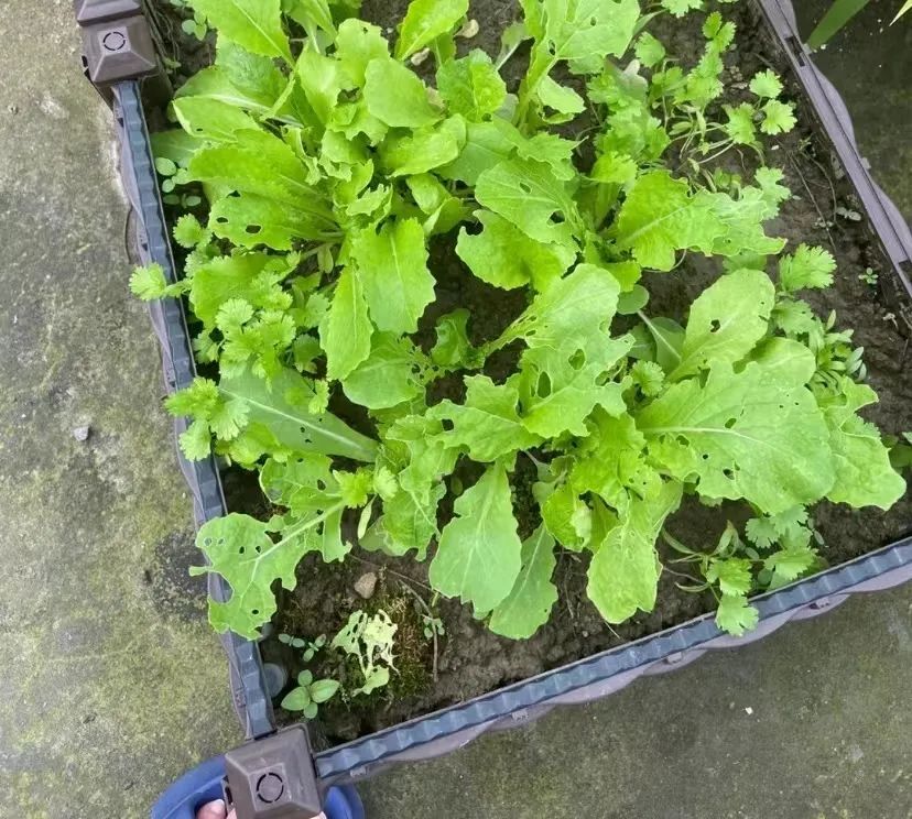 天啊,在网上刷到了前老板的送外卖日记#X351