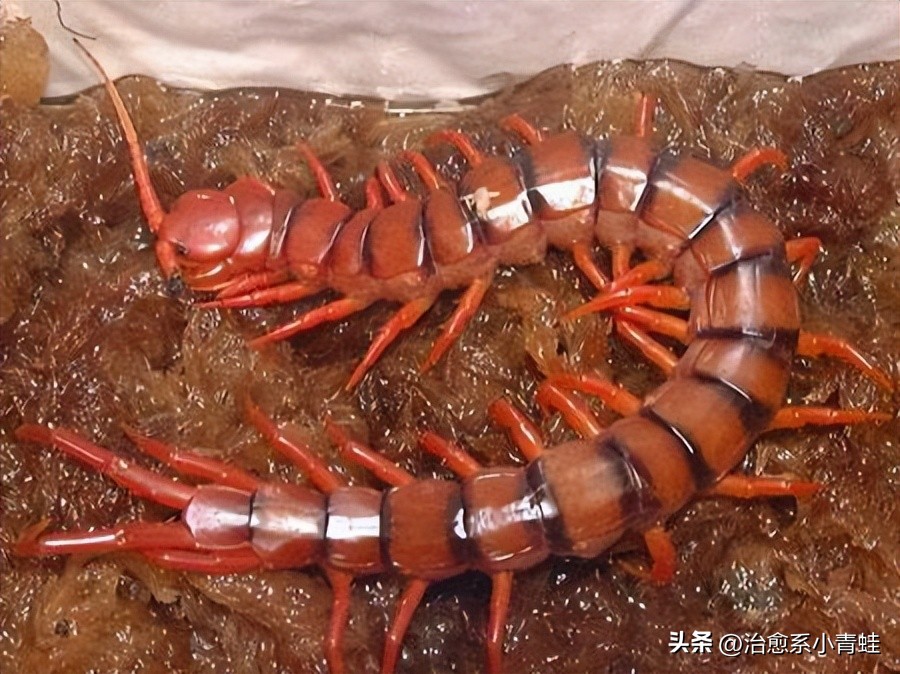 世界上最大的蜈蚣真实存在,蜈蚣咬了起鸡皮疙瘩
