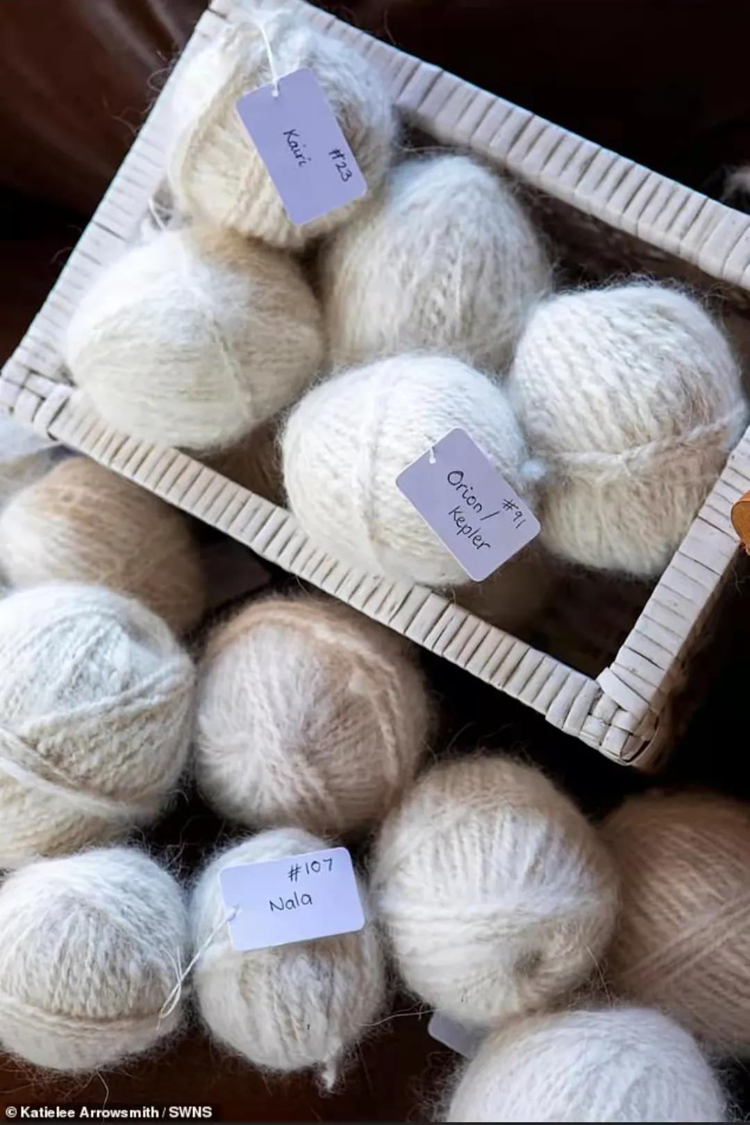 萨摩耶冬天围巾,萨摩耶洗完澡掉毛严重的原因