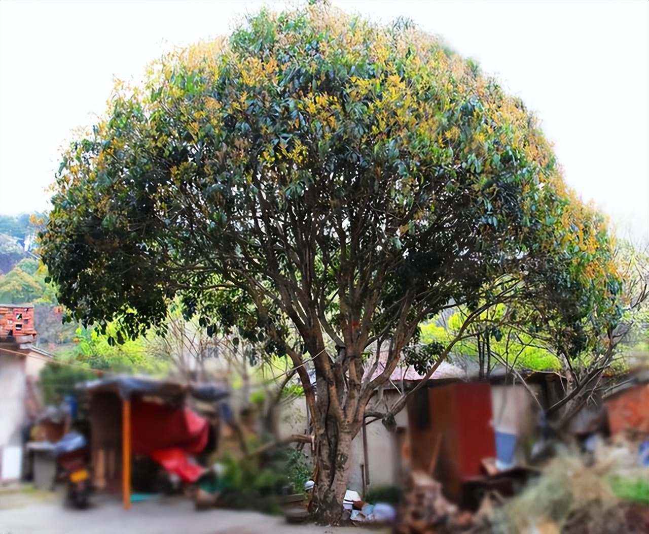 十种富贵庭院的树,室内种植的富贵树