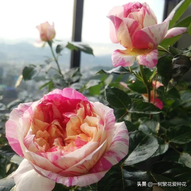 波浪边花型月季,爱杜尔马奈和伊蕾莎丝特