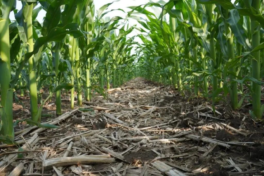 保护黑土地端牢中国饭碗,中央对东北黑土的政策