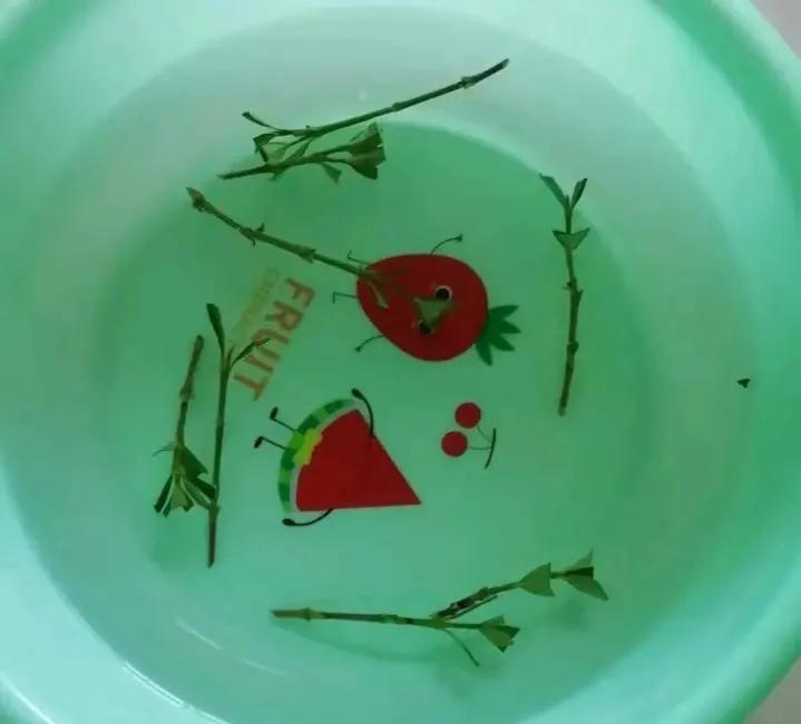 扦插生根水泡多长时间合适,冬天怎样扦插生根最快