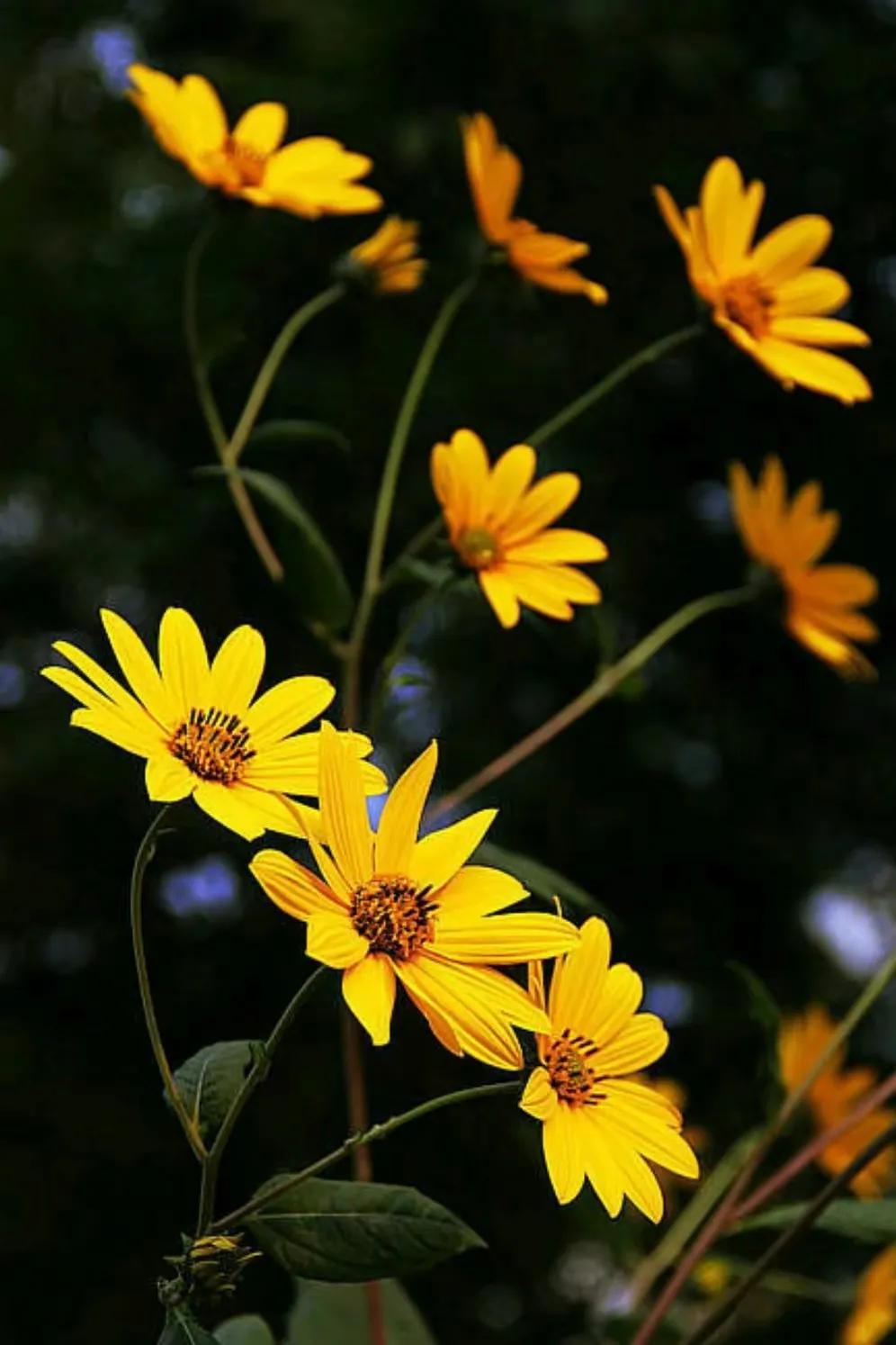 胡歌巅峰期获奖,胡歌获奖感言被演艺圈人赞扬