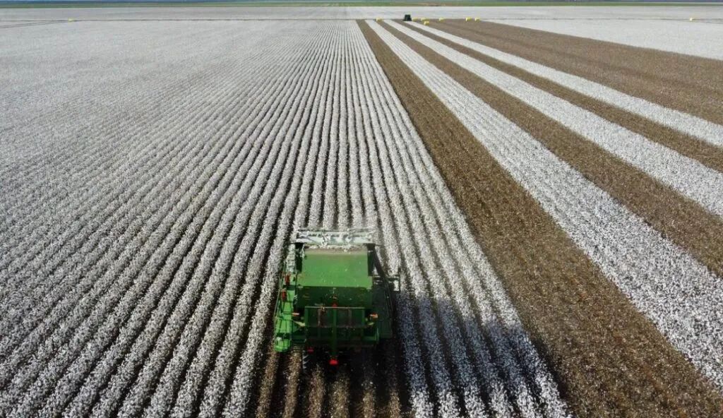 美媒:美国阻止不了中国崛起,中国服装商收购澳大利亚棉花农场