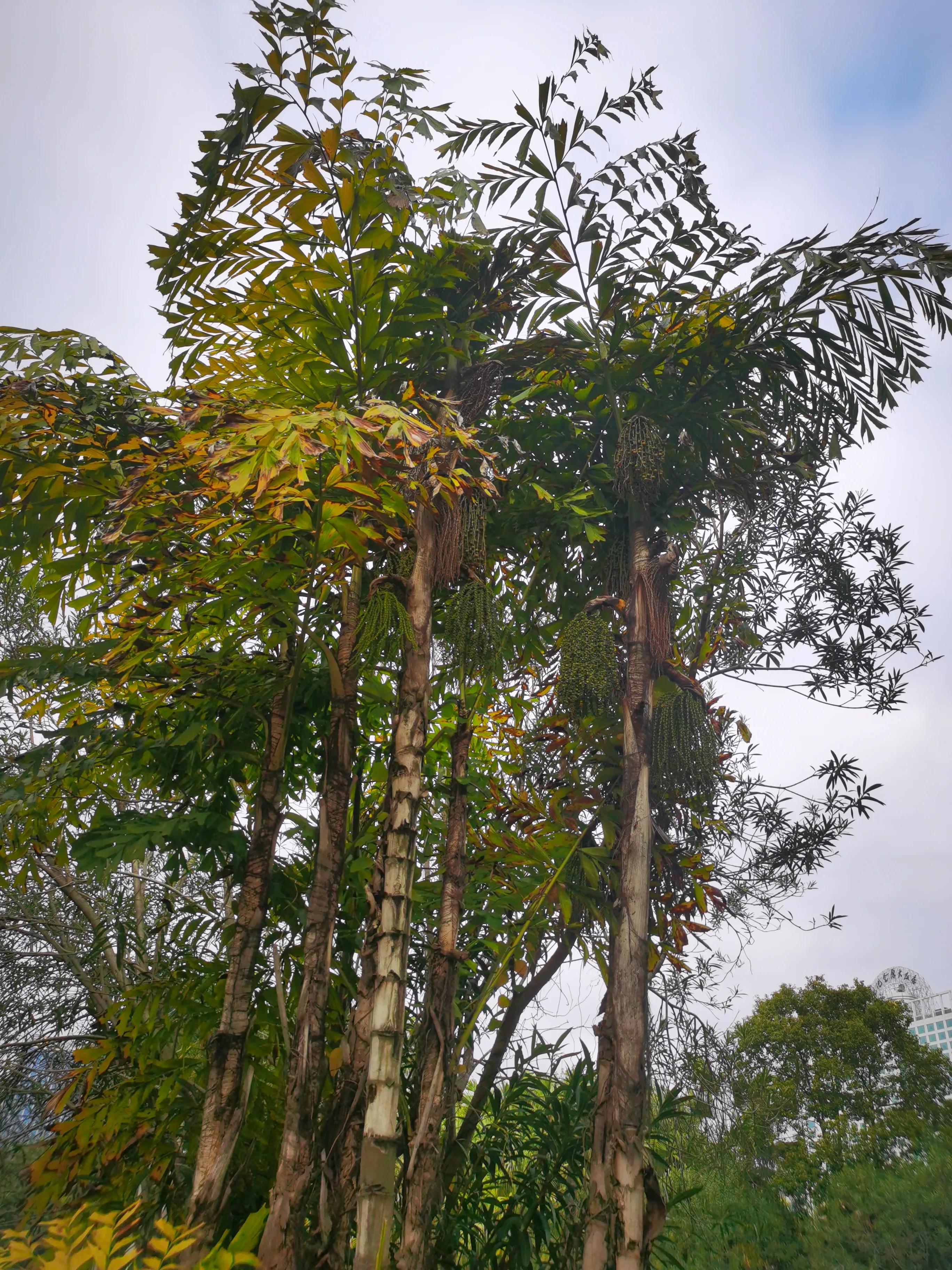 漫步在温泉河湿地公园,漫步福州静谧与繁华
