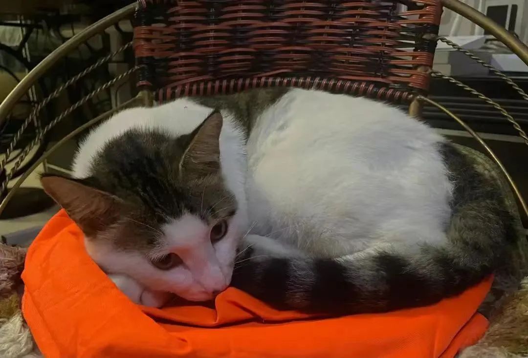 我家的老猫阅读答案,我家的猫咪成精了