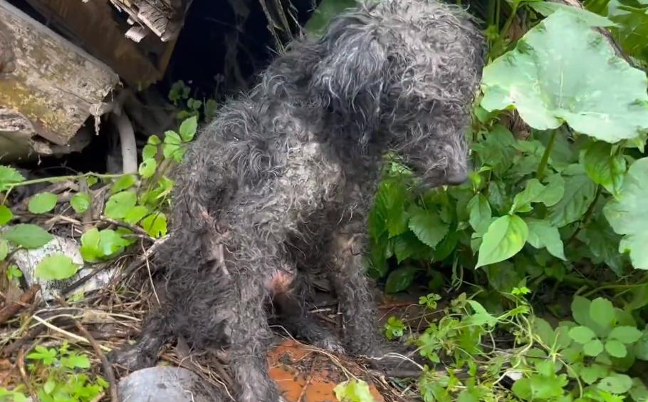 浑身湿淋淋的狗,浑身发臭的狗