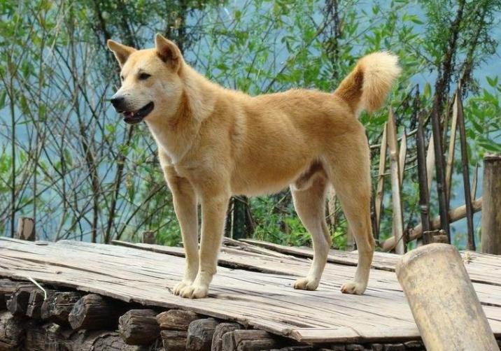 十大不建议新手养的狗,什么狗最好养又听话又便宜小型犬