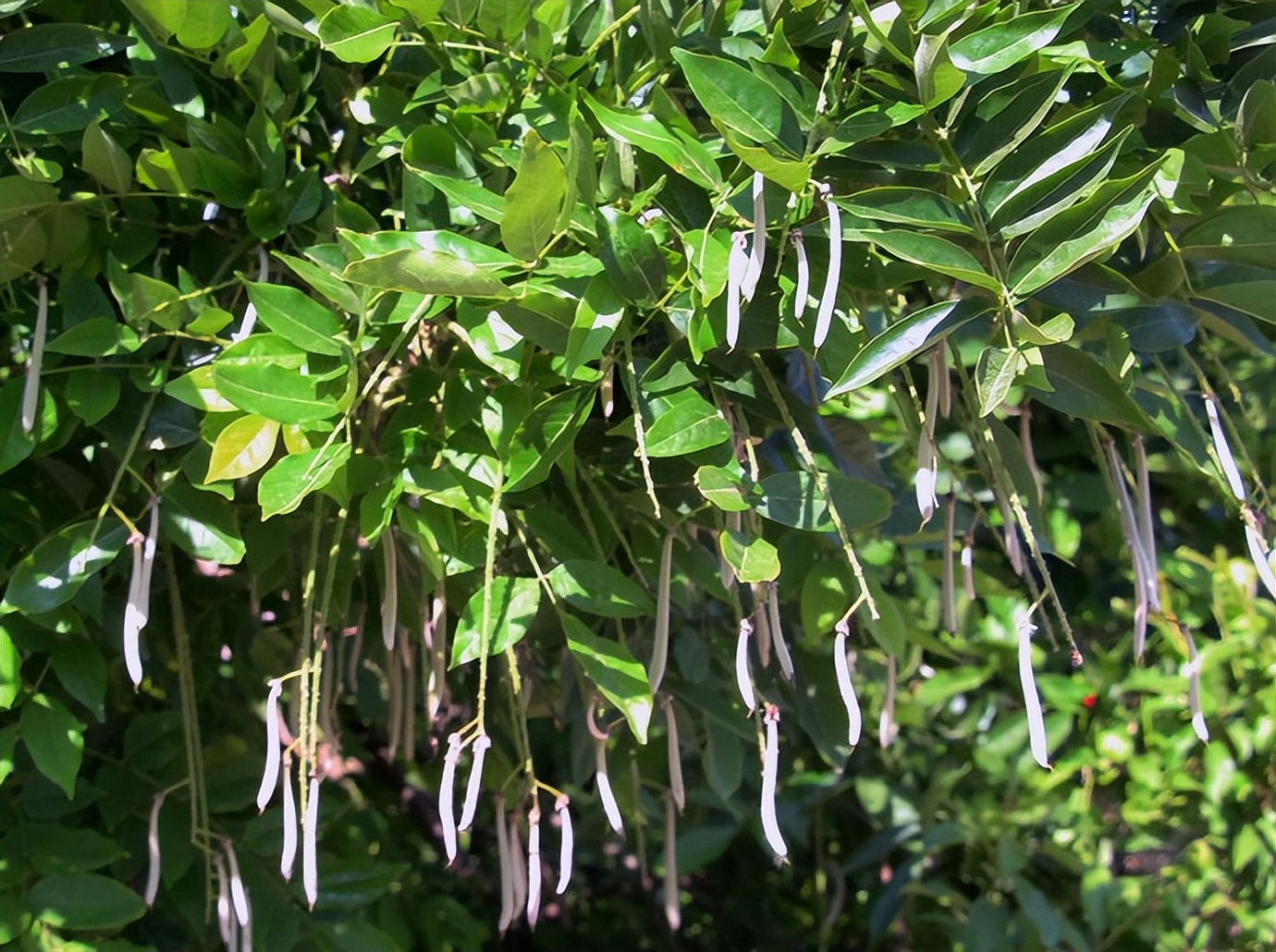 浣撴鍓嶄竴澶╁皬閰屽彲浠ュ悧,浣撴鍠濋厭
