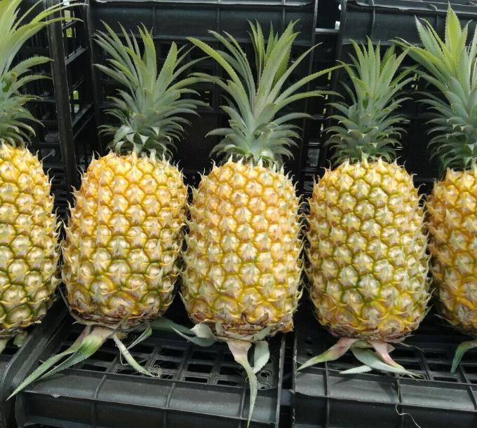菠萝这种水果是非常神秘的,菠萝著名的热带水果