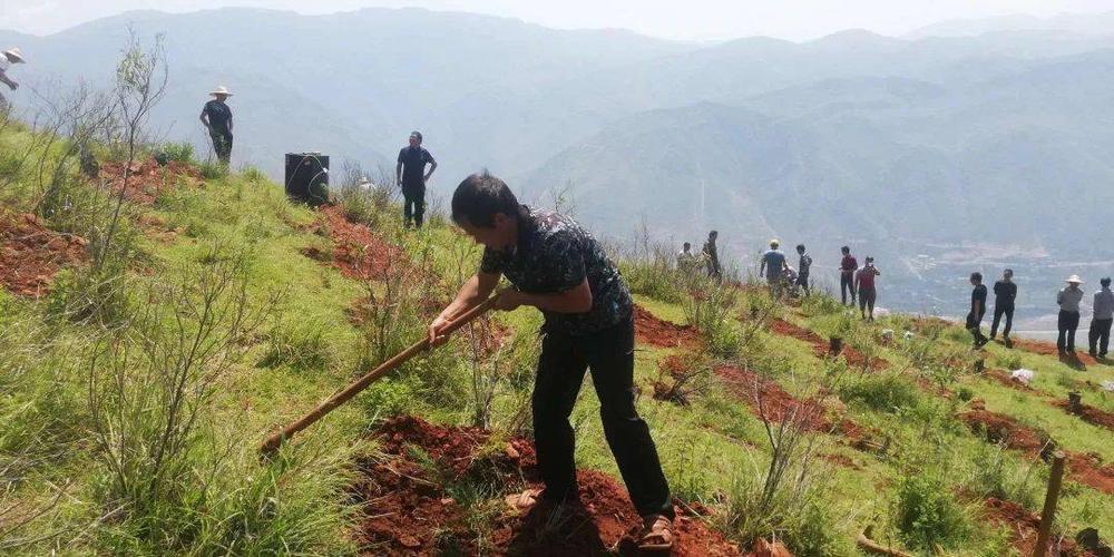 农村荒山养殖种植什么最有前景,农村荒山种植技术大全