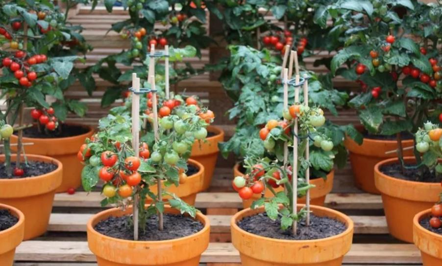 12月家里供暖足，搁阳台养西红柿，埋点肥冬天猛窜个，呼呼结果