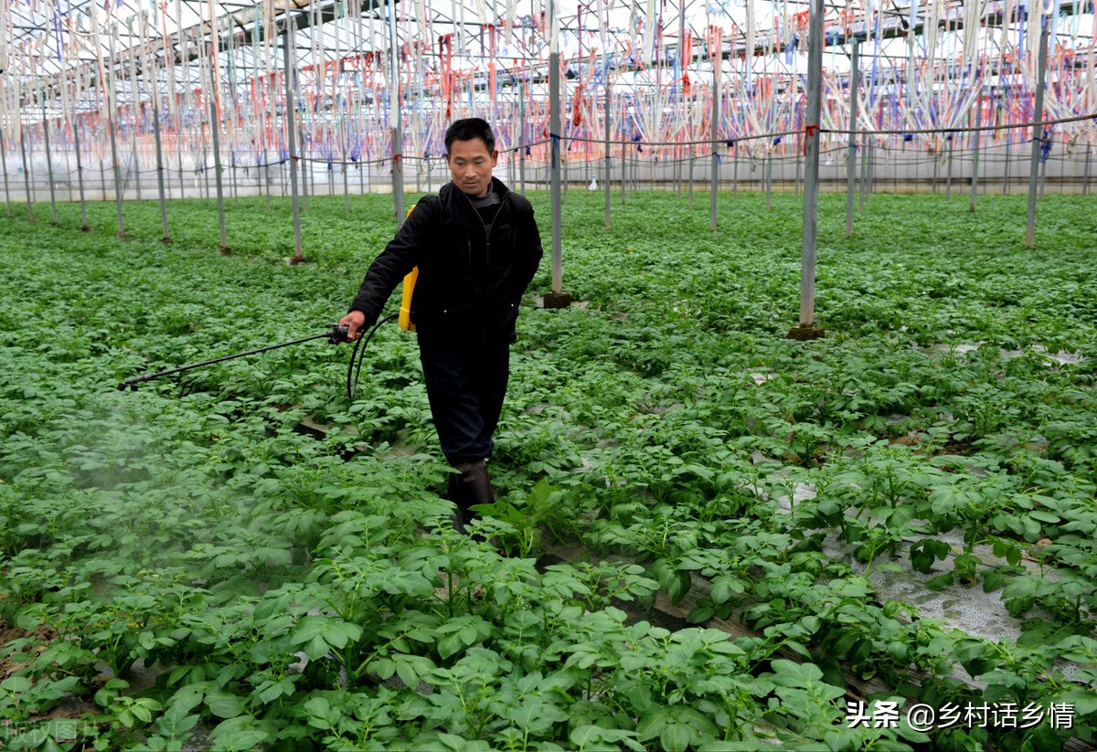 种菜肥水自制方法,种菜小妙招加什么肥