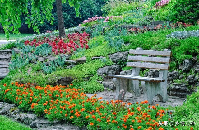 观赏植物认知,如何让观叶植物的色彩更加艳丽