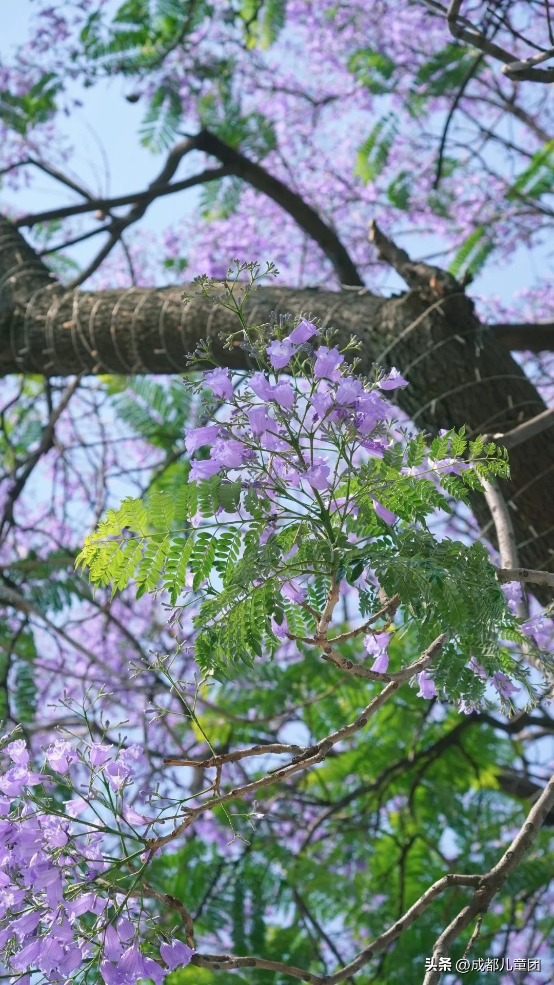成都武晋路蓝花楹,昆明街头蓝花楹绽放成梦幻花海