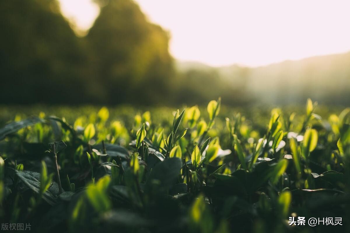 峨眉山竹叶青茶：清香沁人，内外兼修