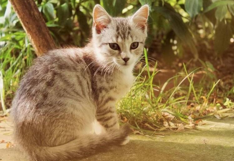 这些猫咪较为“短命”，陪你不过9年就下车了