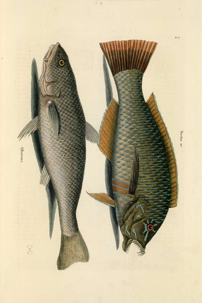 非洲硬舌异口尼罗河的日粮广度变化：对物种保护和水产养殖的影响