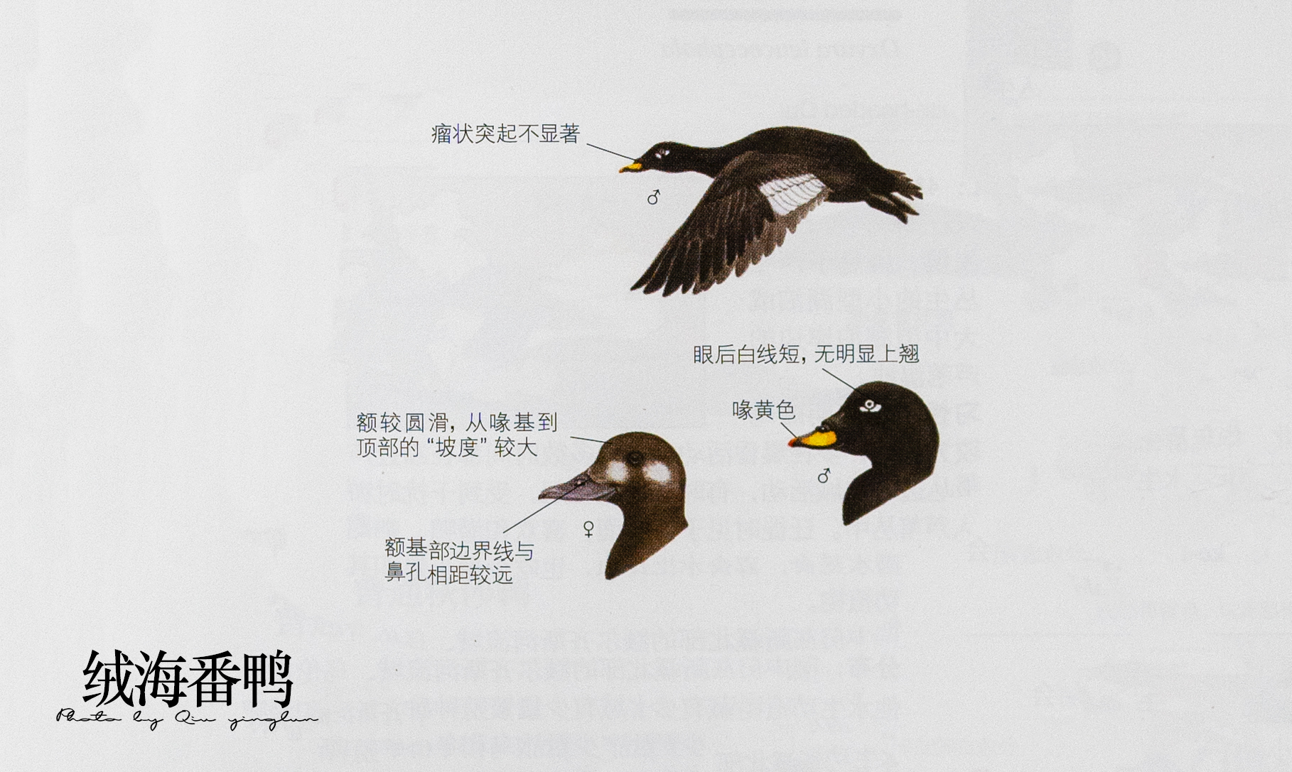 涓滄睙鎻借儨,涓滄睙鎻借儨楦熺被