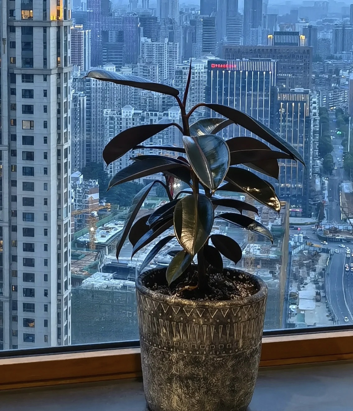 3种花耐旱又耐晒,5种花叶子不能喷水一喷就全烂了