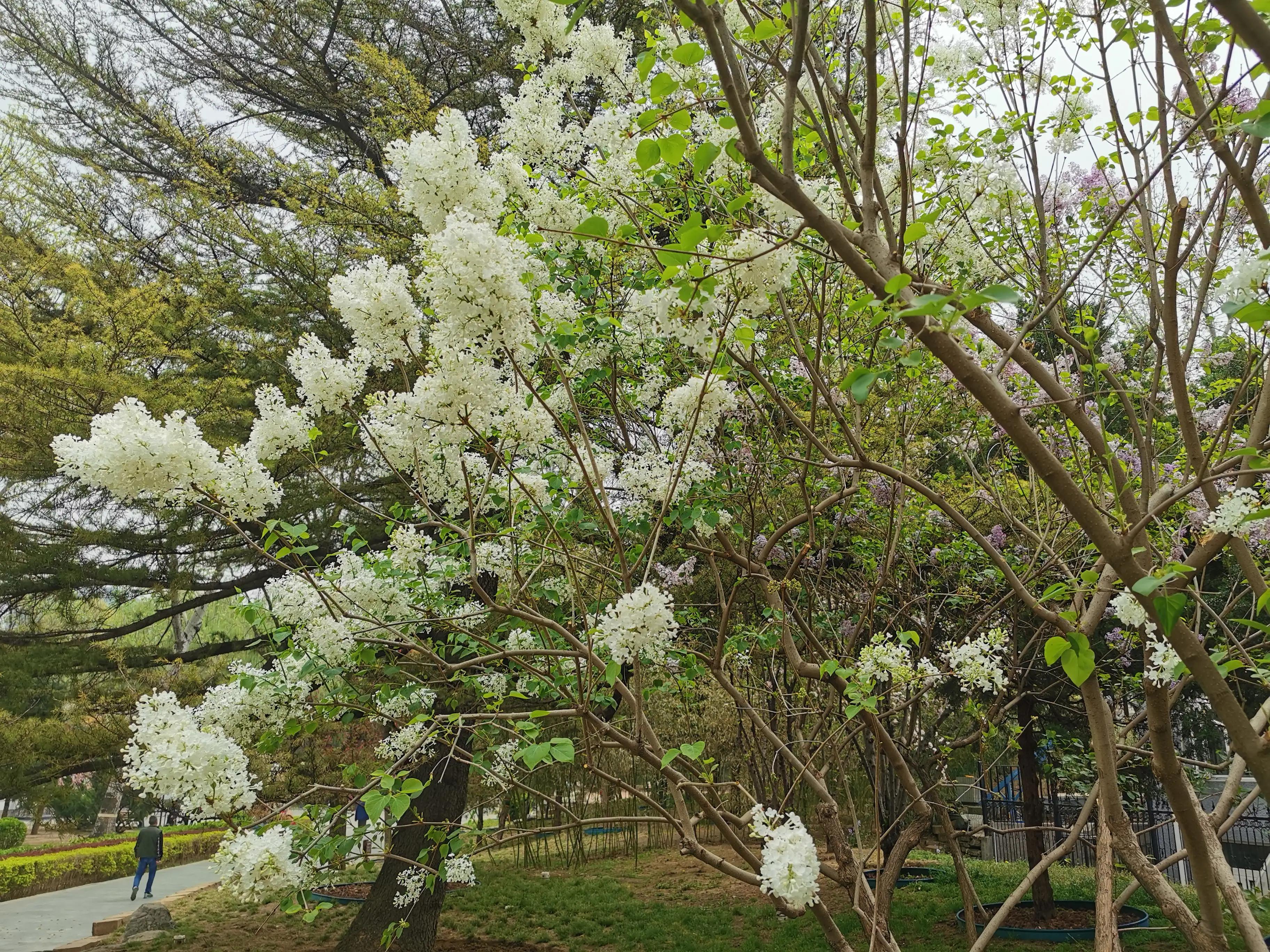 丁香结丁香花,丁香花和丁香结