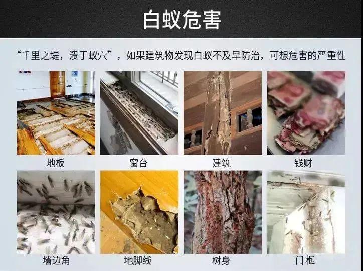 白蚁该怎么处理,家里出现了白蚁有效的解决方法
