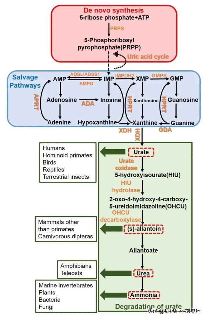 尿酸氧化酶治疗痛风效果好吗,非布司他含有尿酸氧化酶吗