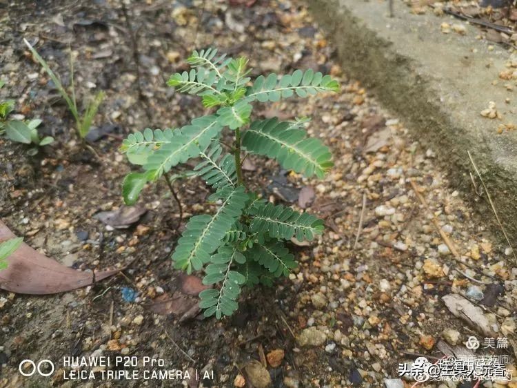 石家庄挖野菜攻略,挖野菜攻略