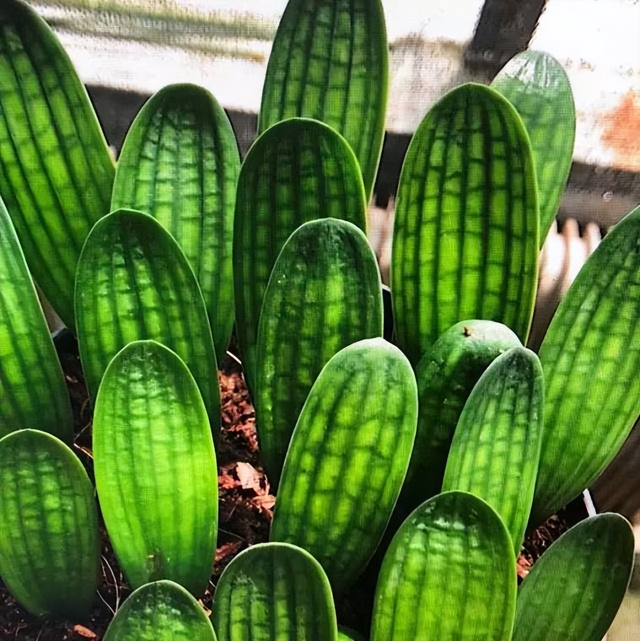 君子兰怎么摆放叶子不会长歪视频,君子兰在东阳台和南阳台正确摆放