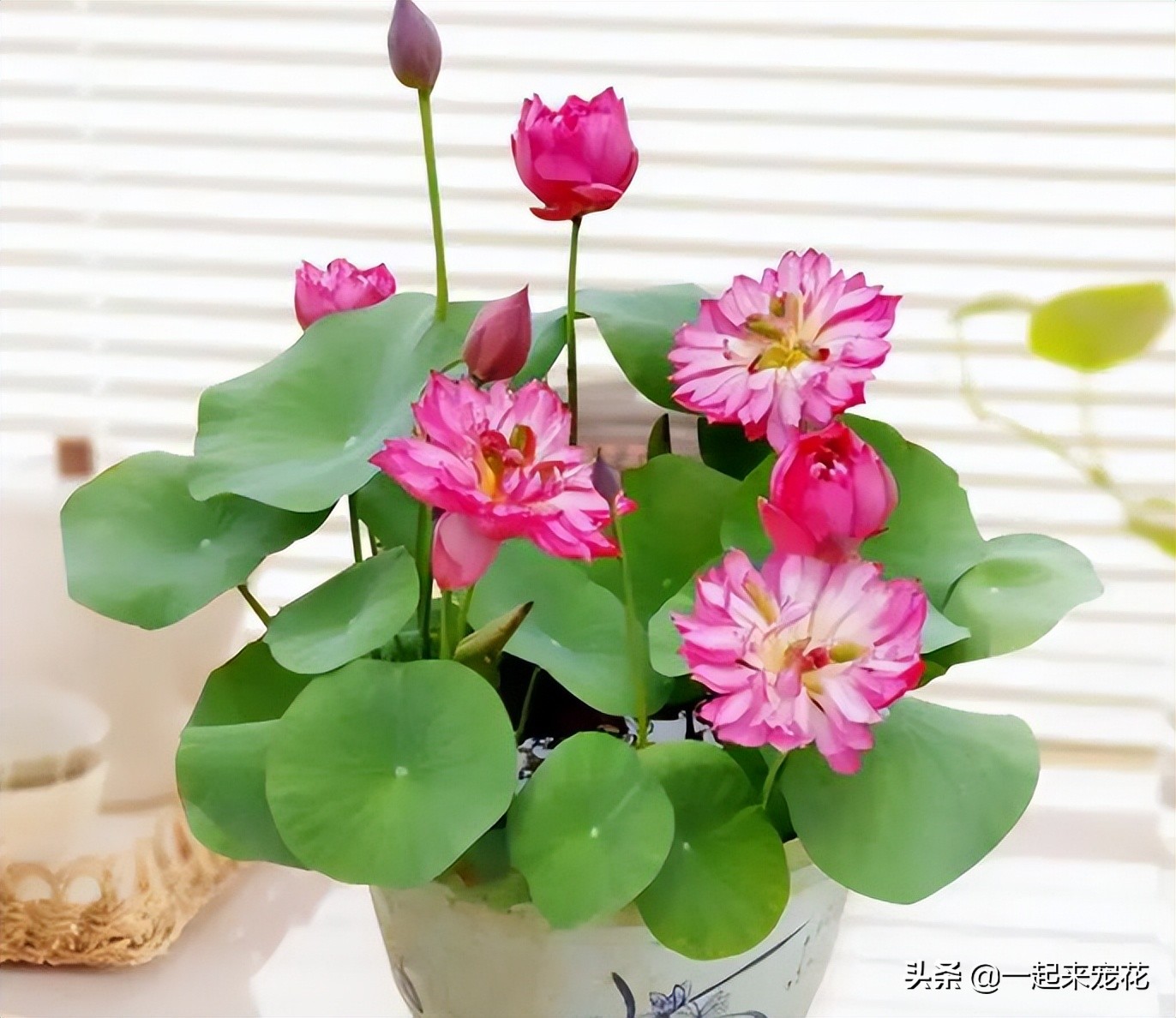 哪些花夏天要注意浇水养护,4种花不浇水才长得旺