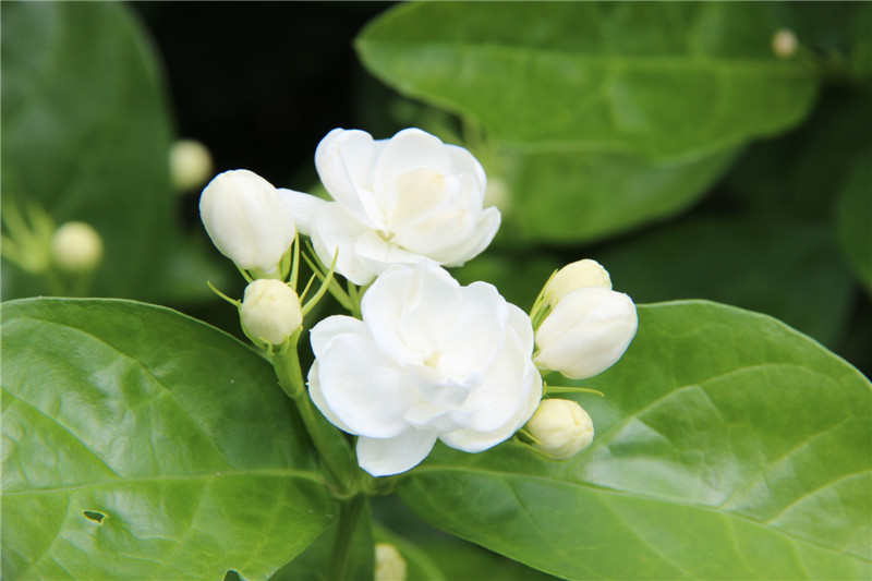 摩羯座如何变成白莲花,摩羯座的天敌是白莲花