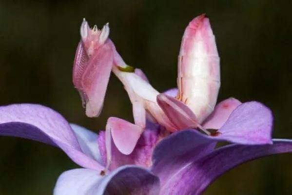 螳螂吃掉自己丈夫的头,螳螂为什么吃掉配偶螳螂吃蛇