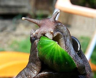 非洲大蜗牛入侵美国，每年可产5窝，花费数百万美元没法治理