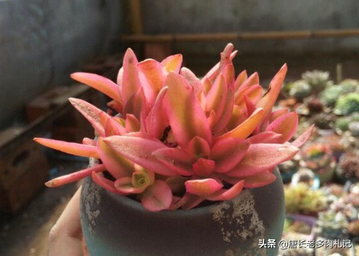 多肉火祭锦,火祭锦多肉