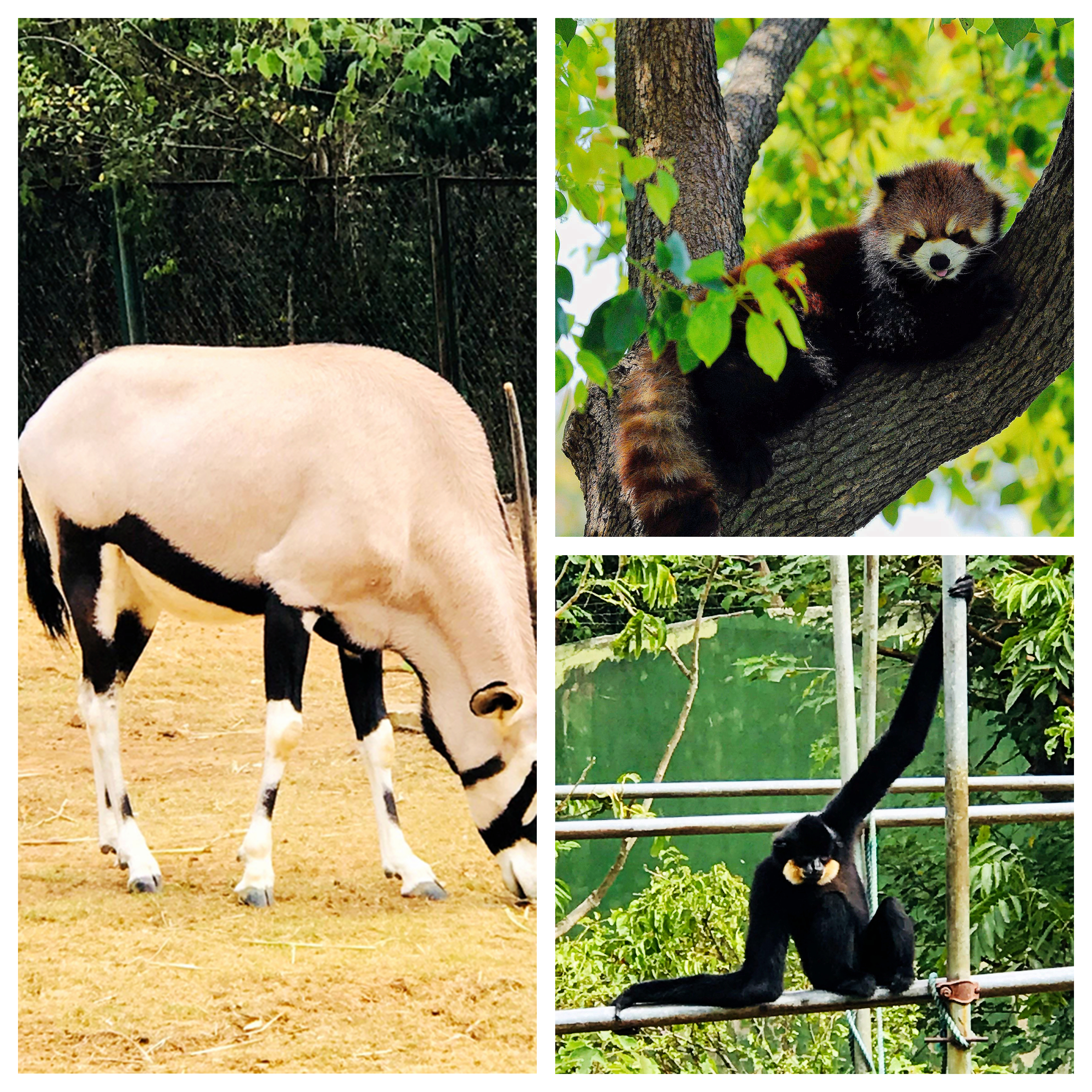 合肥野生动物园带孩子去攻略,合肥野生动物园游玩时间