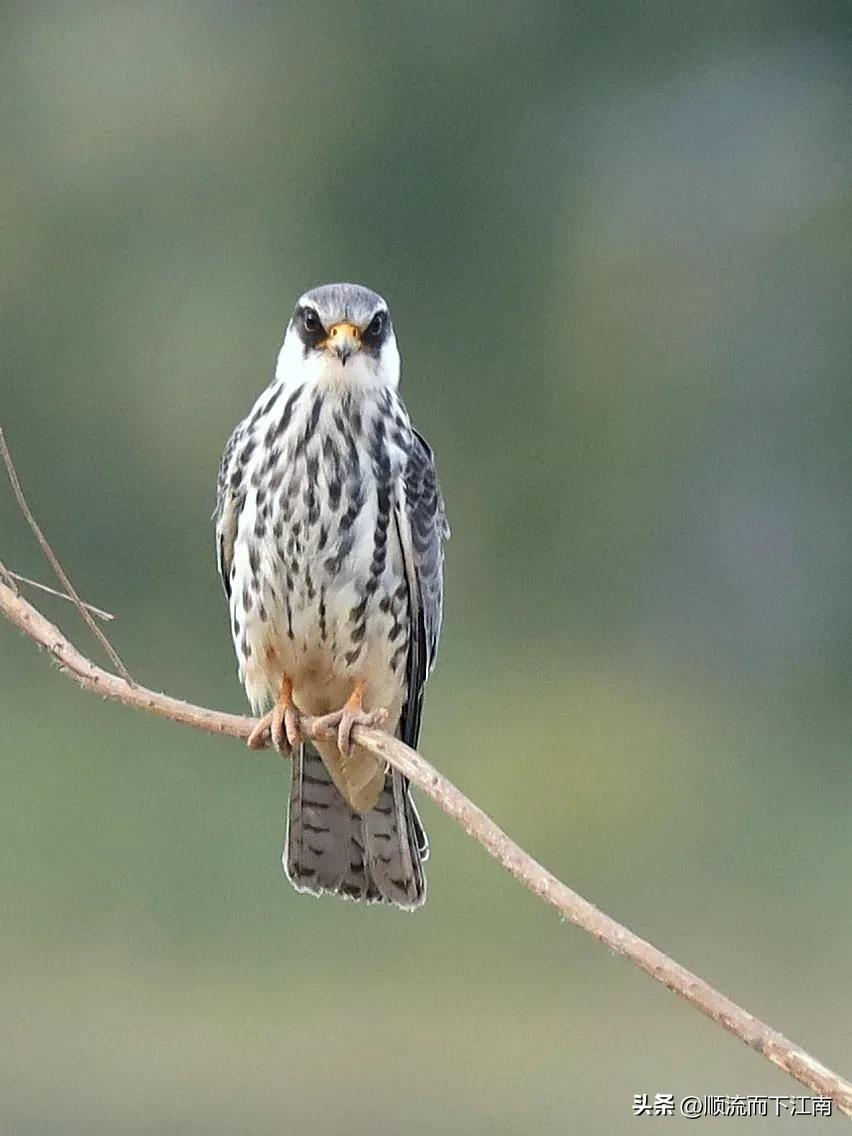 红脚隼叫声,红脚隼