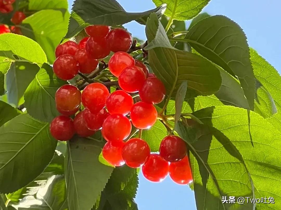 车厘子和樱桃可以有什么区别,车厘子和樱桃到底有什么区别呢