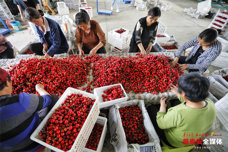 平畴乡村振兴,乡村振兴平邑农业