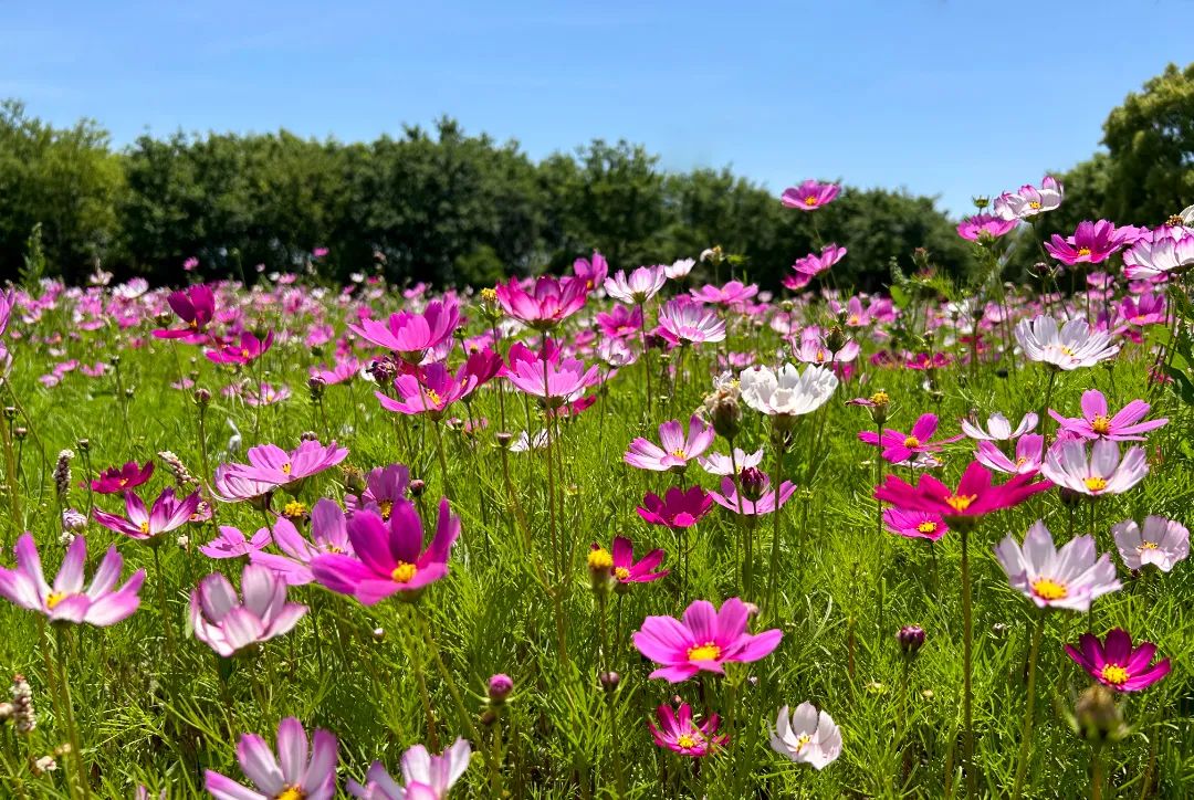 太仓蓝色花海,太仓好看的花海