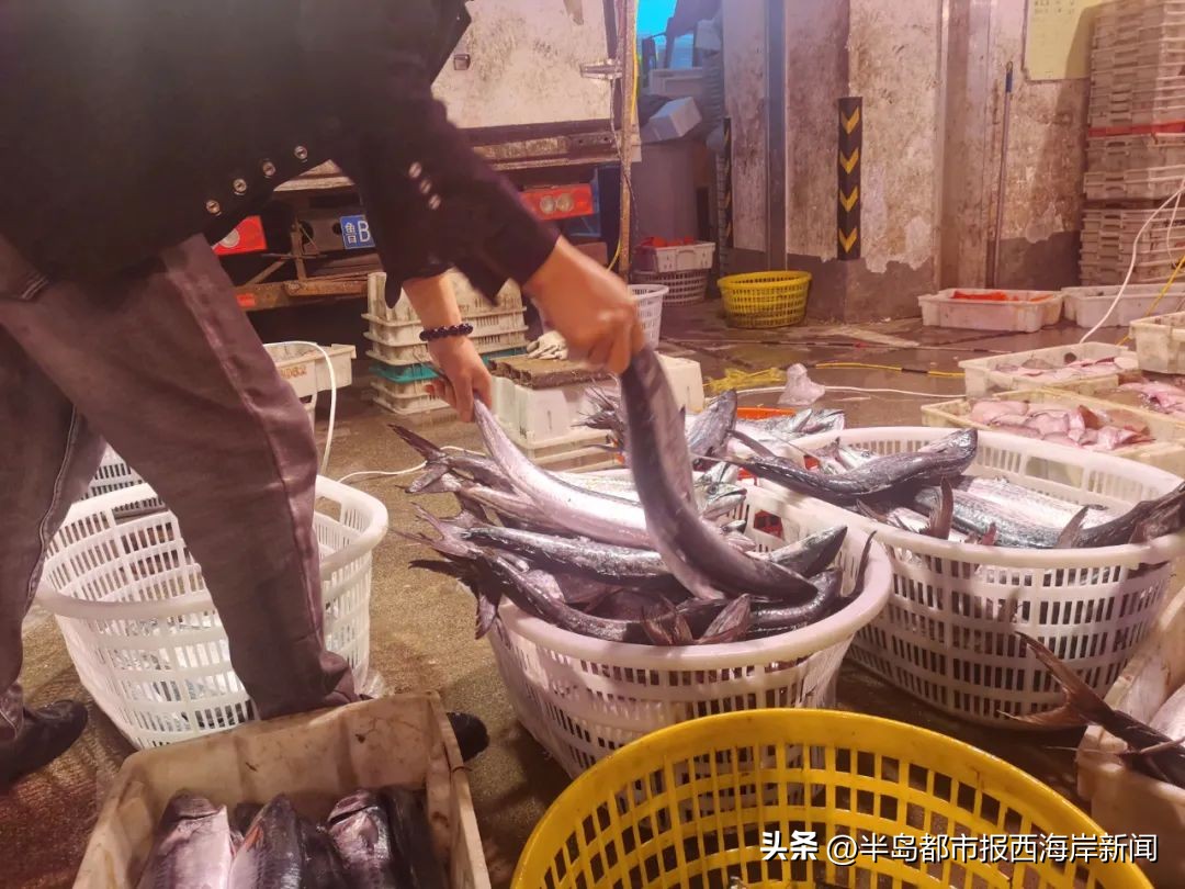 鲜大鲅鱼什么时候上市,大连新鲜鲅鱼上市