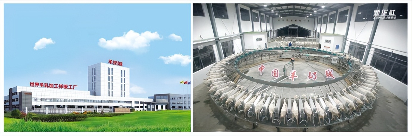 蓓康僖启铂跟金瑞优哪个比较好,金瑞优第一阶段和第二阶段的区别