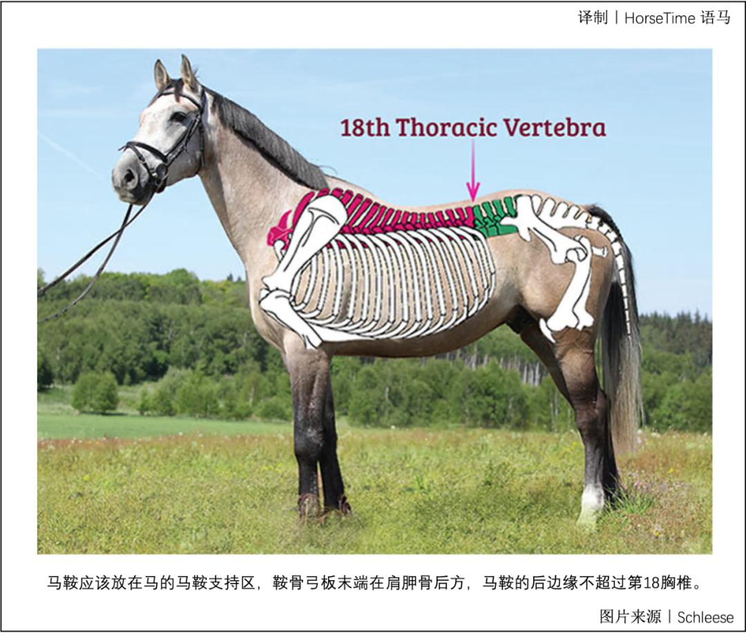 马鞍不匹配会带来哪些危害,马鞍不匹配会造成什么后果