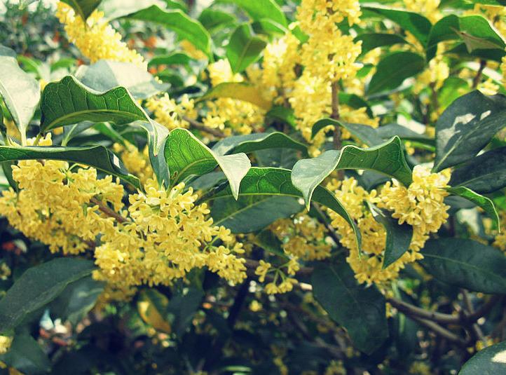 有关桂花的最经典古诗,描写桂花最经典的诗句