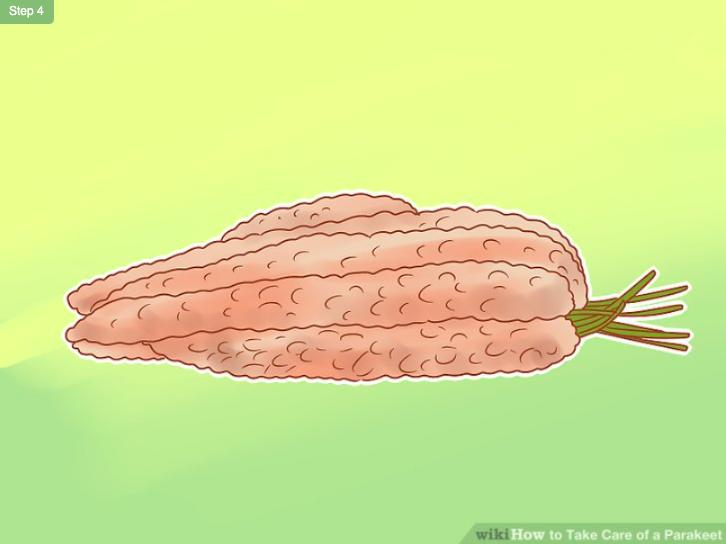 怎么照顾虎皮幼鸟,怎么照料小虎皮鹦鹉