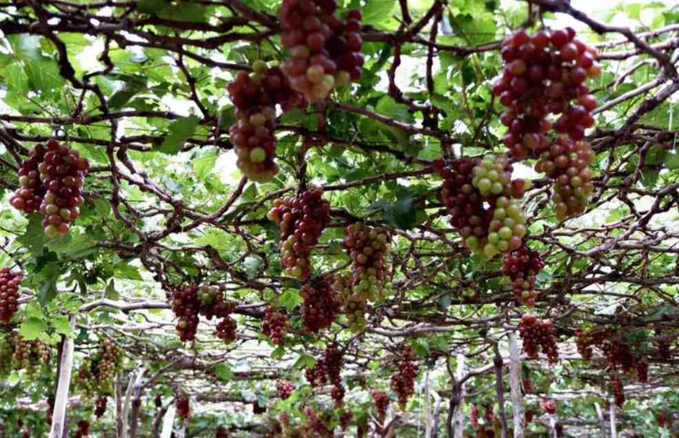 2008北京奥运会开幕谁受伤了,2008奥运年发生了什么