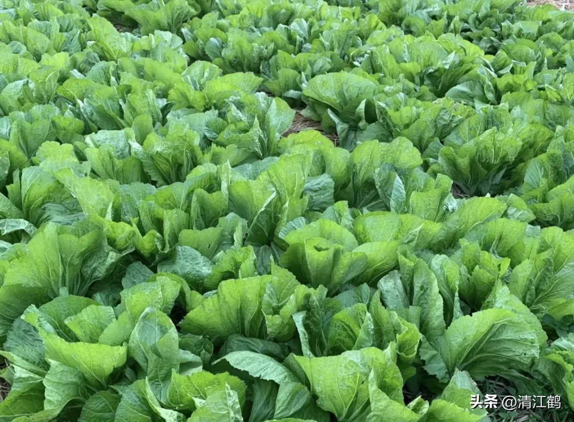 人称“蜂花醇”，有“9大增产用途”，对照使用，可提质增效