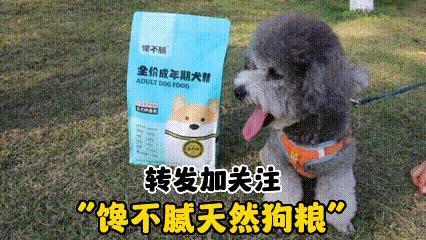 养狗对抑郁症有什么好处和坏处,养狗的4大好处