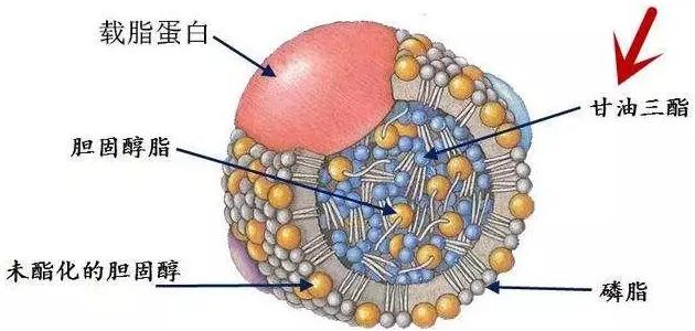 全国公认最佳减脂运动,全球公认最佳减脂运动