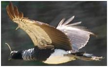 鸟类在分类学中统称为什么,鸟纲分类总表